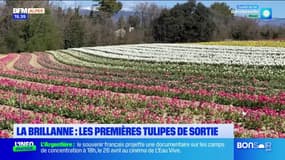 Alpes-de-Haute-Provence: début de la saison des tulipes, un arc-en-ciel de couleurs à La Brillanne