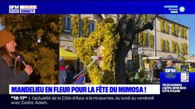 Mandelieu-la-Napoule: la Fête du mimosa fait son retour