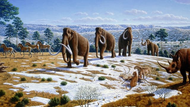 Des mammouths.