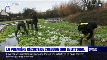 Pas-de-Calais: une association fait revivre la cressonière d'Enquin-sur-Baillon