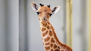 Photo de la femelle girafon du Kordofan, née le 12 septembre 2025 au Parc zoologique de Paris.  