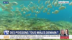 Le réchauffement climatique augmente le nombre de poissons mâles dans l'océan