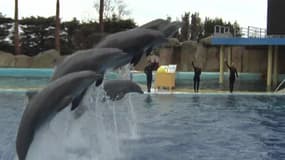 Depuis les inondations, d’importants travaux ont été effectués et les spectacles ont été repensés à Marineland.