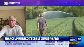 Jean-François Loiseau (Intercéréales) : France, pire récolte de blé depuis 40 ans - 14/08