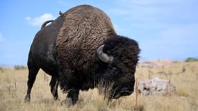 Un bison d'Amérique au sein du parc d'État d'Antelope Island, dans l'Utah (États-Unis), en septembre 2025 (photo d'illustration).