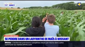 L'été chez nous: un labyrinthe de maïs à Wissant