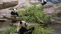 Huanlili et Yuandudu, les jumelles pandas du ZooParc de Beauval à Saint-Aignan et leur mère Huan Huan le 31 juillet 2022