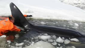 Un orque bloqué dans la glace en Russie, le 19 avril 2016