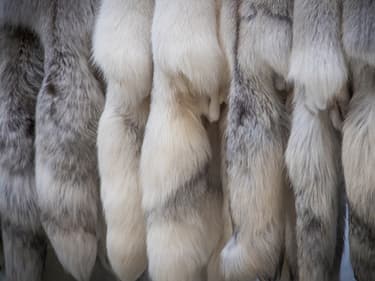 Des fourrures animales exposées lors d'un salon dédié à Moscou, en 2017. (photo d'illustration)