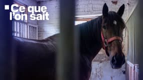 Un cheval, photo d'illustration.