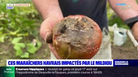 Le Havre: les maraîchers impactés par le mildiou