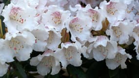 Entretenir et tailler un rhododendron