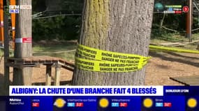Albigny-sur-Saône: quatre blessés après la chute d'une branche dans un parc