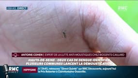 Moustique-tigre: alerte après 2 cas de dengue identifiés. Des opérations de démoustication lancées