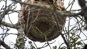 Un nid de frelon asiatique.