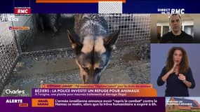 Béziers: la police investit un refuge pour animaux