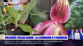 L’orchidée Volgelsheim mise à l’honneur lors d’une exposition 