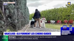 Vaucluse: une école éduque des chiens guides pour les offrir à des enfants