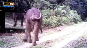 Les réactions d’animaux face à leur reflet dans le miroir