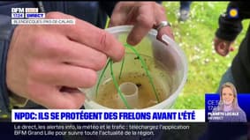 Nord-Pas-de-Calais: des communes se protègent des frelons avant l'été