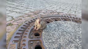 Le rat, coincé dans une plaque d'égouts de Bensheim en Allemagne, le 24 février 2019. 