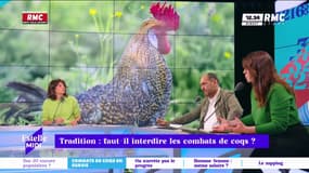 "C'est cruel, ce n'est pas digne de nous": Emmanuelle Dancourt contre les combats de coqs 