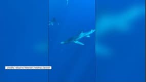 Requin bleu filmé autour d'une carcasse de cachalot