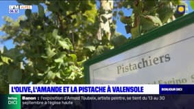 Alpes-de-Haute-Provence: la pistache, l'amande et l'olive mises à l'honneur à Valensole