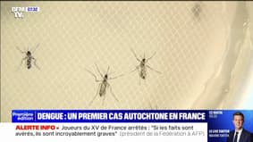 Dengue: un premier cas autochtone détecté dans l'Hérault