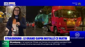 Strasbourg: le grand sapin installé ce mardi 24 octobre sur la place Kléber