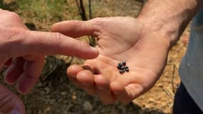 Les champignons mycorhiziens permettent une meilleure régénération des sols agricoles.