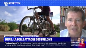 Peut-on mourir d'une piqûre de frelon ? BFMTV répond à vos questions