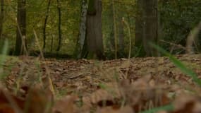 Dans la forêt de Bellebranche, où la joggeuse a disparu. 