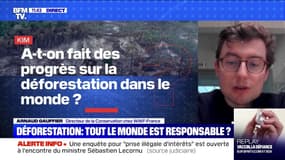 A-t-on fait des progrès sur la déforestation dans le monde ? - BFMTV répond à vos questions