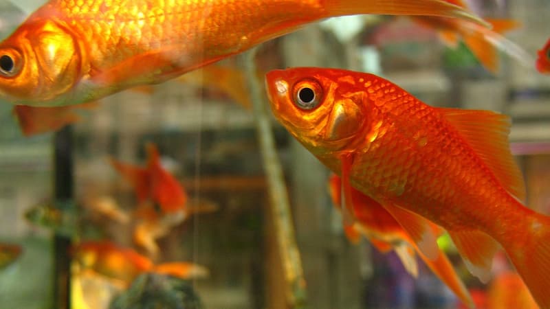 Les poissons ont été placés dans des bouteilles renforcées avant d'être lancés par dessus le mur d'enceinte de la prison.