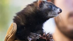 Un furet lors d'une opération de prédation écologique pour déloger les rats de leurs terriers, le 22 octobre 2024 à Marseille.