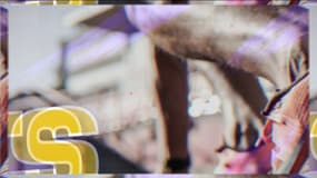 Au coeur des ruches, les défis d'un apiculteur