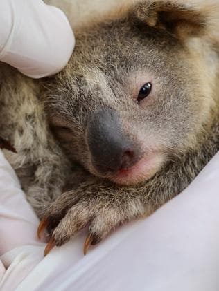 Le bébé koala Ash à l'Australian Reptile Park. Le bébé koala Ash à l'Australian Reptile Park.