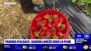 Malgré un temps capricieux, la saison des fraises est lancée en Alsace