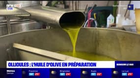Ollioules: l'huile d'olive en préparation