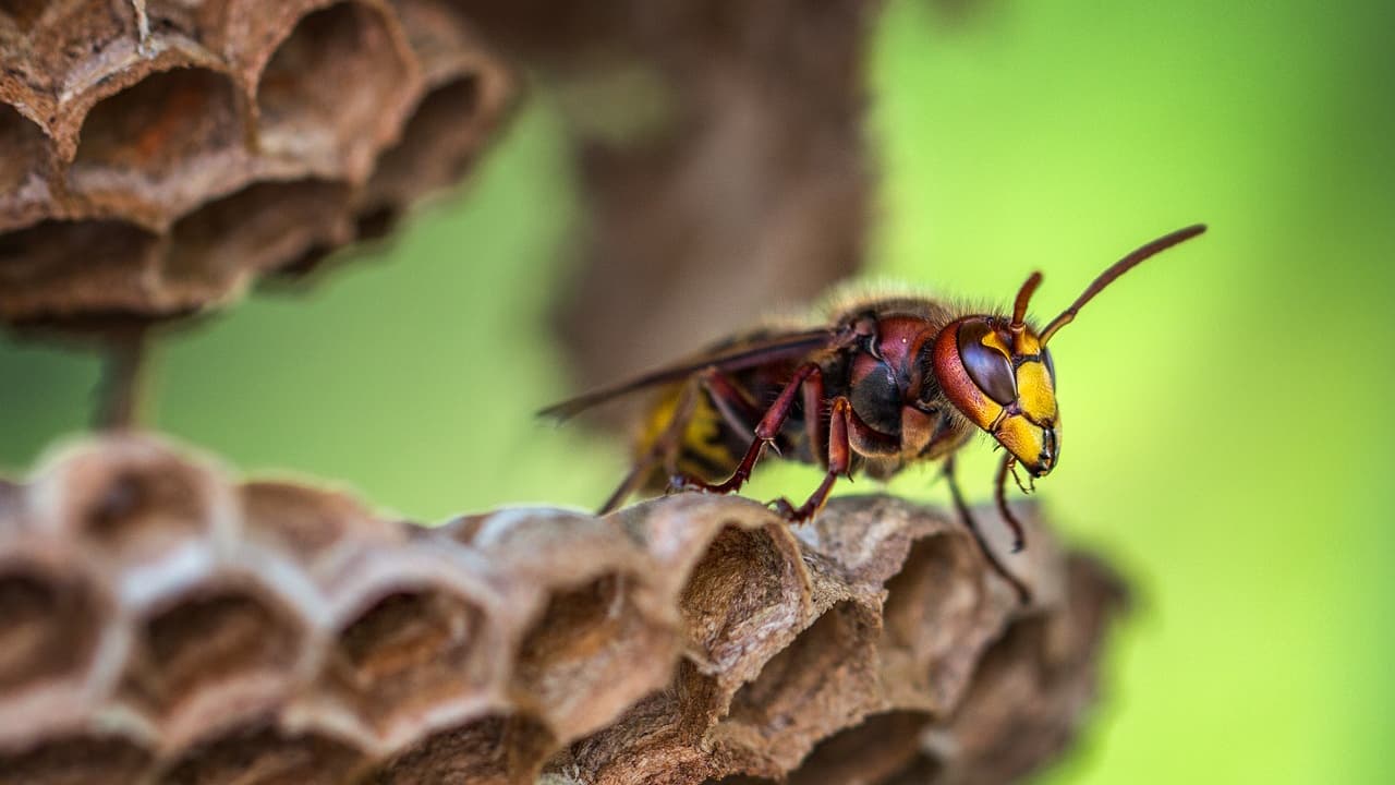 Pourquoi les frelons attaquent les abeilles ?