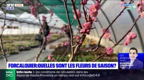 Forcalquier : quelles sont les fleurs de saison ? 