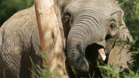 Un éléphant africain âgé de 6 ans, au zoo de la Flèche, de Pembé, le 6 avril 2007. Image d'illustration.