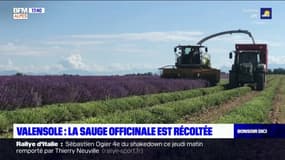 Valensole : La sauge officinale est récoltée 