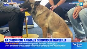 Bêtes de Provence: rencontre avec Merveille, un Berger malinois de deux ans