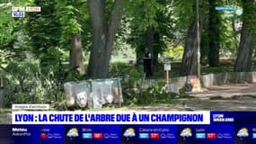 Lyon: la chute de l'arbre du parc de la Tête d'Or due à un champignon