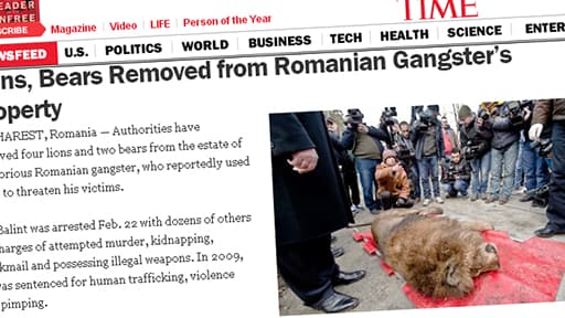 Devant la propriété du mafieux rouamain, un lion endormi prêt à aller au zoo.
