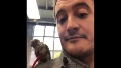 Cocotte et Gérald Darmanin