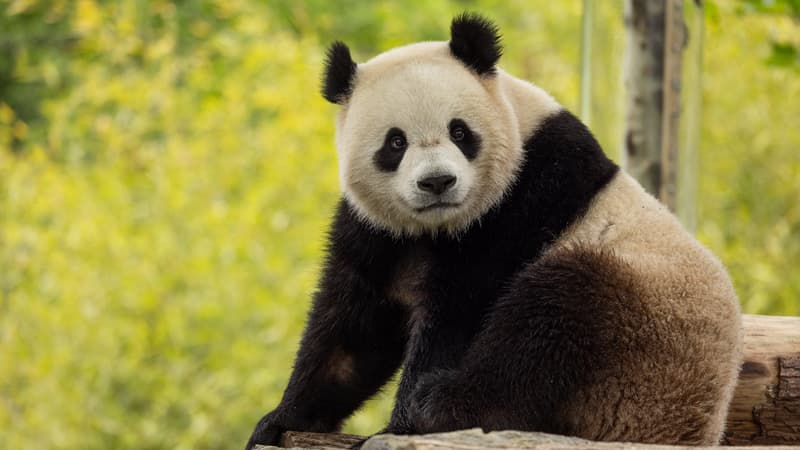 "Quelque chose de géant near": deux pandas envoyés par la Chine sont en route pour les États-Unis thumbnail