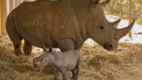 Une femelle rhinocéros blanc et son petit dans un zoo de Tel-Aviv, en Israël (photo d'illustration)